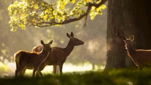 Red deer in woodland at Fountains Abbey